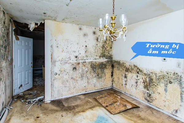 Tình trạng tường bị ẩm mốc – nỗi lo của mọi gia đình